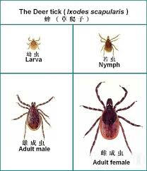 蜱虫咬人致死