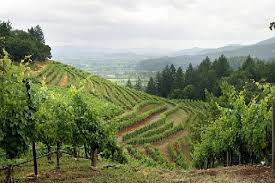 Napa icon