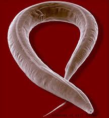 Image <b>C</b>.elegans. Picture