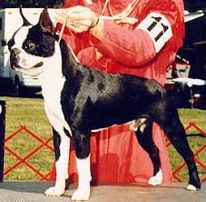 Tuxedo Sahara Desert