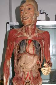 The Amazing Human Body - via Daymix