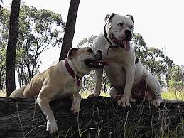 This  rare dog breed   is the result    