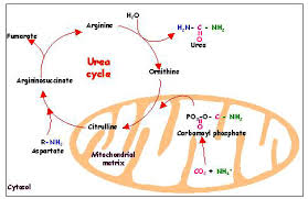 1-2: The  urea cycle  is part of