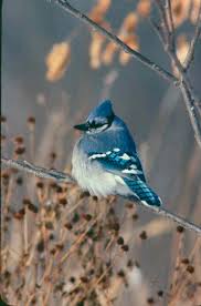   Blue Jay  