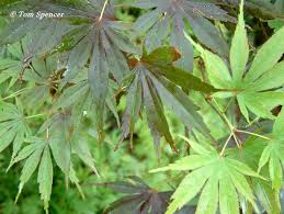 Japanese Maple leaves.