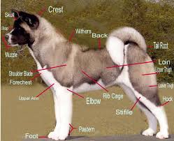   Akita   Confirmation Chart