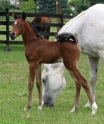 Arabian Horse Pictures