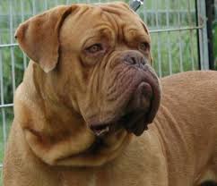   Dogue   De Bordeaux puppies are for    