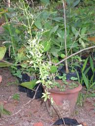 andrographis  paniculata-plant