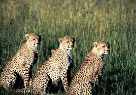 10 images of Cheetah