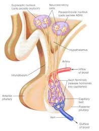 external image hypothalamus jpg