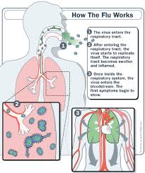 What is  the Flu ?
