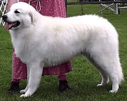 Kuvasz Dog Breed