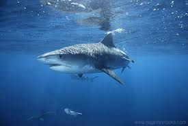 3 - Tiger shark - via Daymix