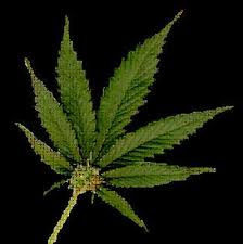 Marijuana Leaf - via Daymix