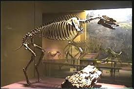 Dragon Dinosaur Images