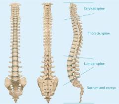 Spine Anatomy