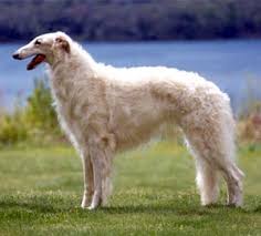 The fleet and powerful  Borzoi      