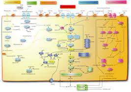 Lipid metabolism - via Daymix