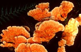 Coral  Fungi  