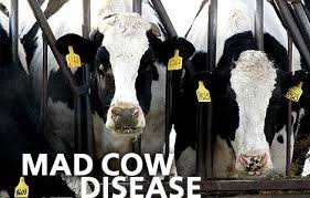 CBC News Indepth: Mad Cow - via Daymix
