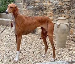 Azawakh Hound