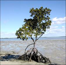 Save our Mangrove - via Daymix