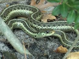 Garter Snakes are the most - via Daymix