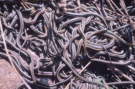 snakes - via Daymix