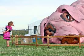 Abused pig at children's <b>food</b>