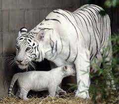 A female white tiger named Betty