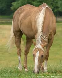 Palomino Horse