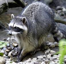 Pesky Critters - PondUtah