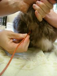      red enema  tube   into his  colon      