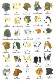 Dog Breeds - via Daymix