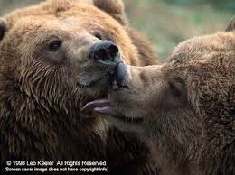 Fascinating Bears - via Daymix