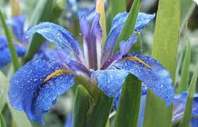http://www.bbc.co.uk/gardening/plants/plantprofile_iris.shtml