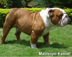 English Bulldogs - via Daymix