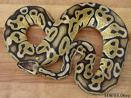 Pastel Ball Python by - via Daymix