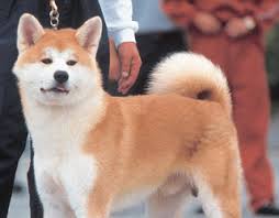 The Japanese  Akita   is a dog of great    