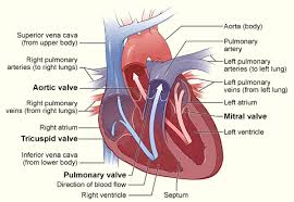 http://www.nhlbi.nih.gov/health/dci/images/heart_valves.jpg