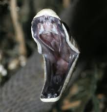 Black Mamba - via Daymix