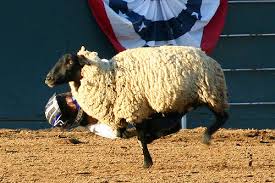 You can find mutton busting events 