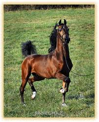 Arabian Horses | English
