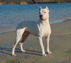   Dogo   Argentino I think they are    