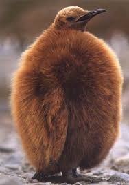 photo of  king   penguin chick