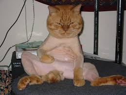pussy. i