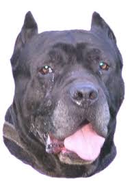  Bandog   is derived from early English    