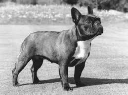 2007 08 13  French Bulldog  