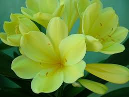 Alphabetical list of flowers, - via Daymix
